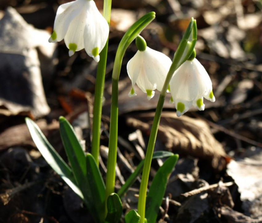 Leucojum vernum