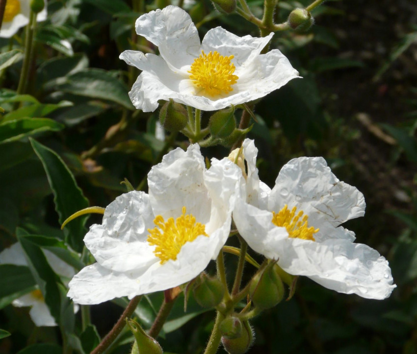 Cistus laurifolius