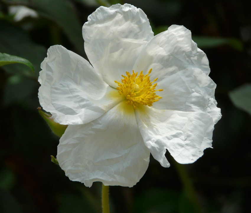 Cistus laurifolius