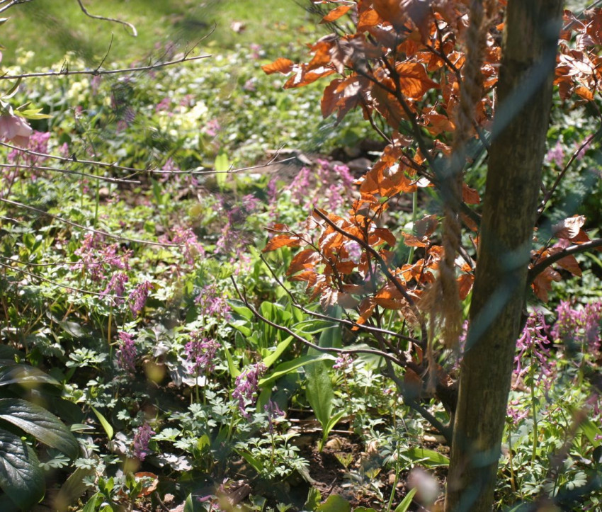 Corydalis im Nachbargarten