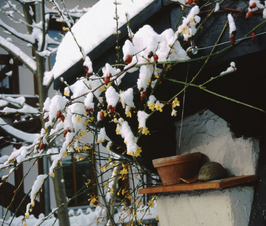 Hagebutten und Winterjasmin