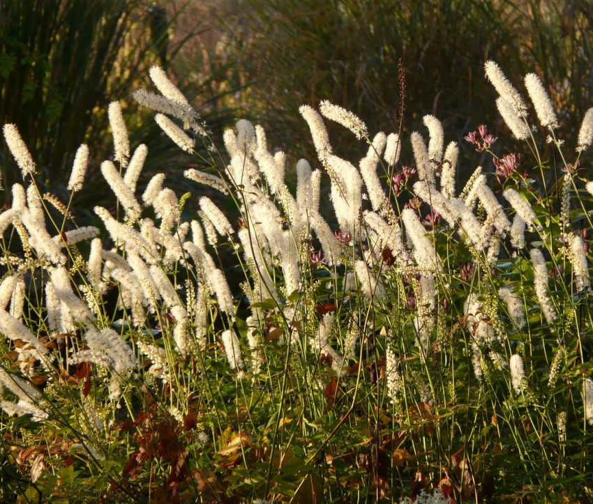 Cimicifuga simplex &#039;White Pearl&#039;