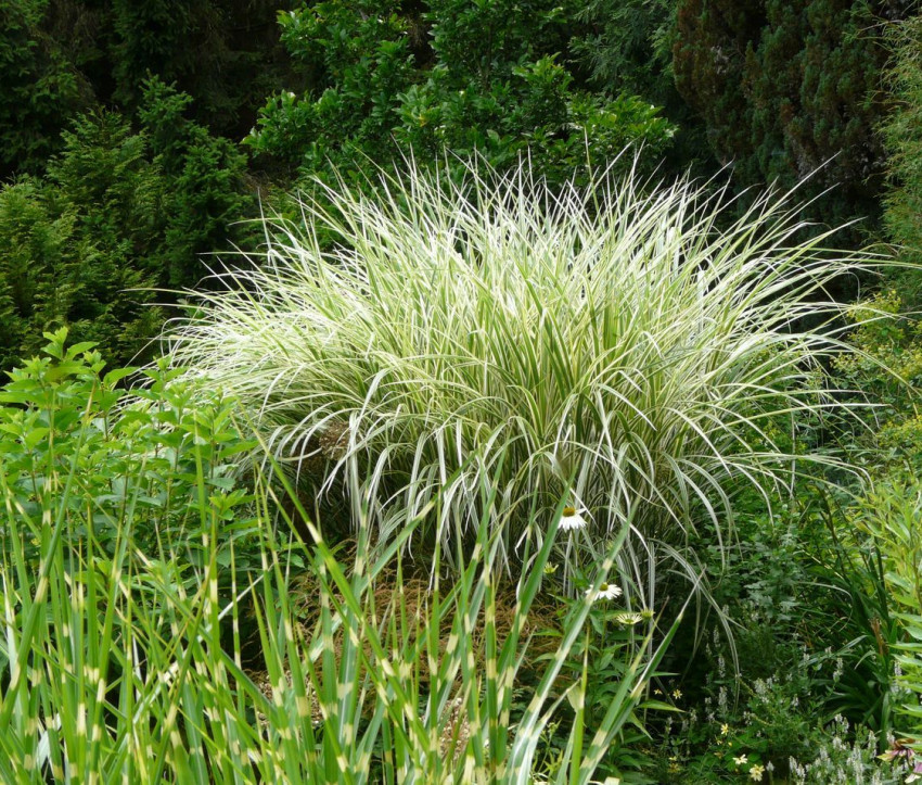 Miscanthus sinensis 'Variegatus'