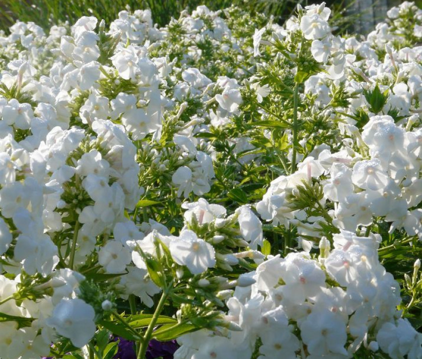 Phlox amplifolia 'David'