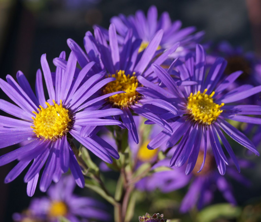 Aster amellus ‘Veilchenkönigin’