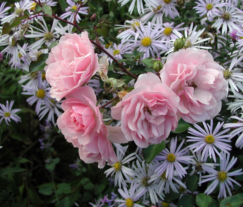 Aster pyrenaeus ‘Lutetia’ mit Rosa &#039;Bonica&#039;