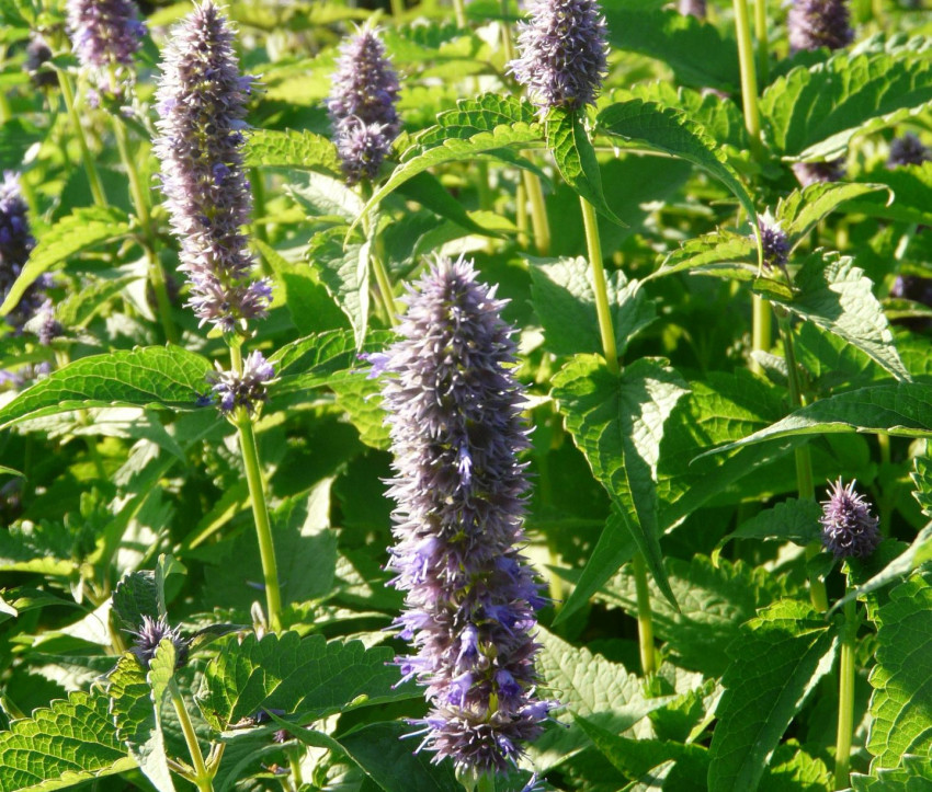 Agastache foeniculum