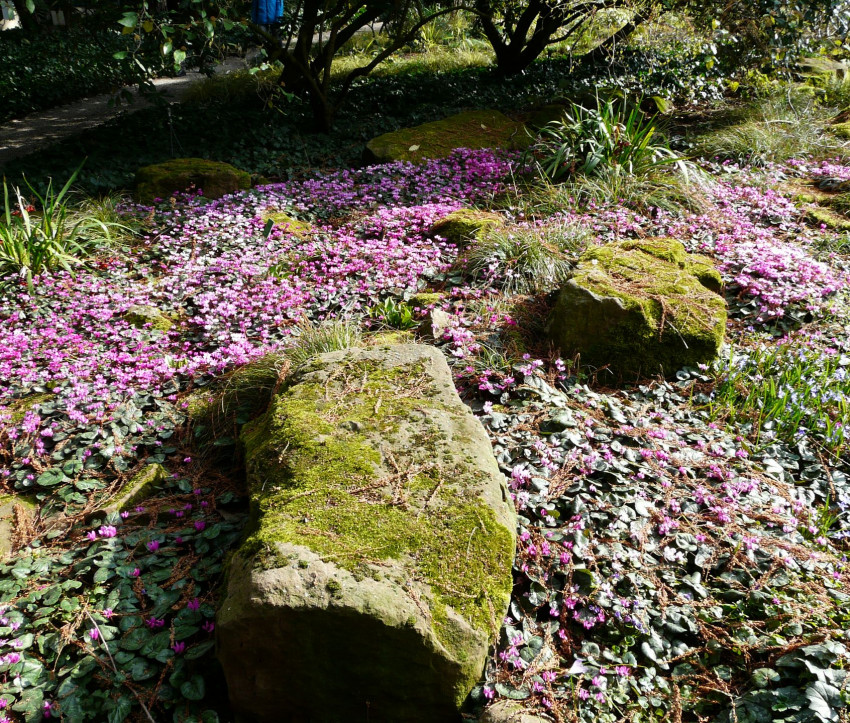 Cyclamen coum