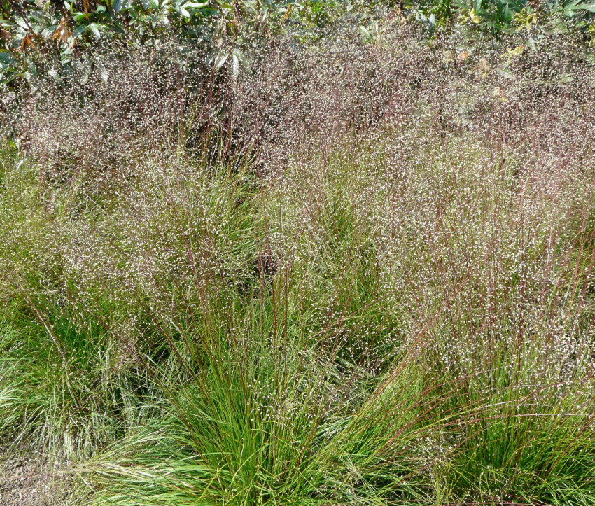 Sporobolus heterolepis ‘Cloud’