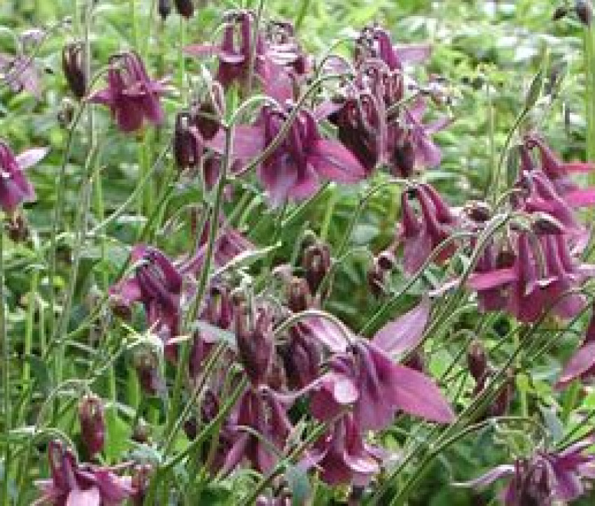 Aquilegia atrata