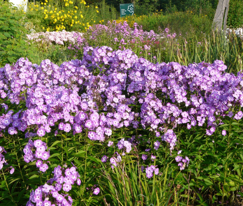 Phlox paniculata ‘Laura’