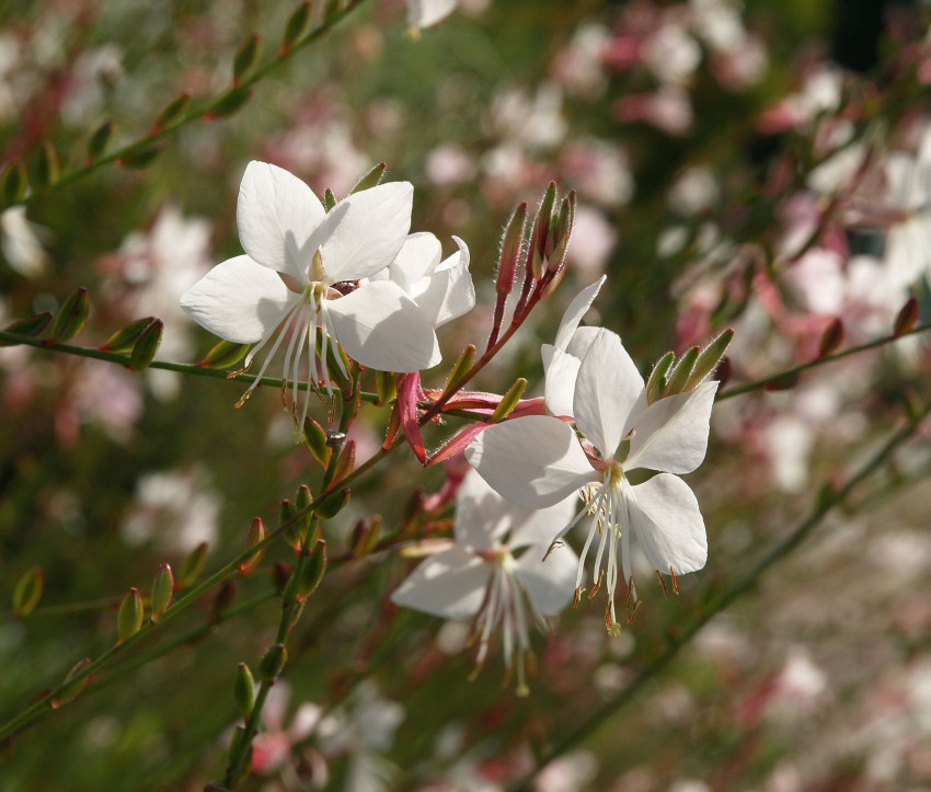 Gaura lindheimeri