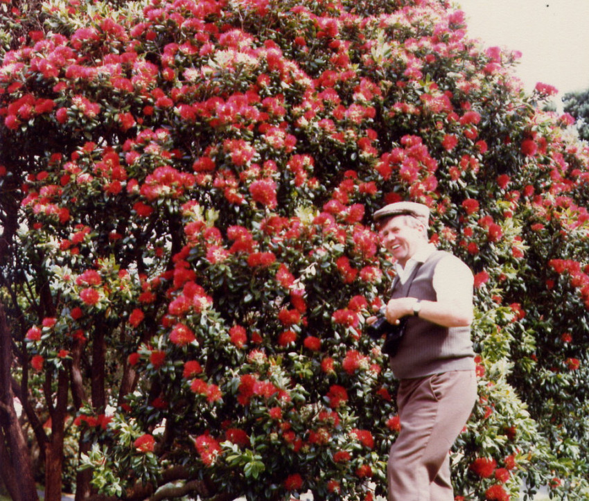 Heinz Klose mit Eisenholzbaum (Metrosideros excelsa), 1980 in Neuseeland