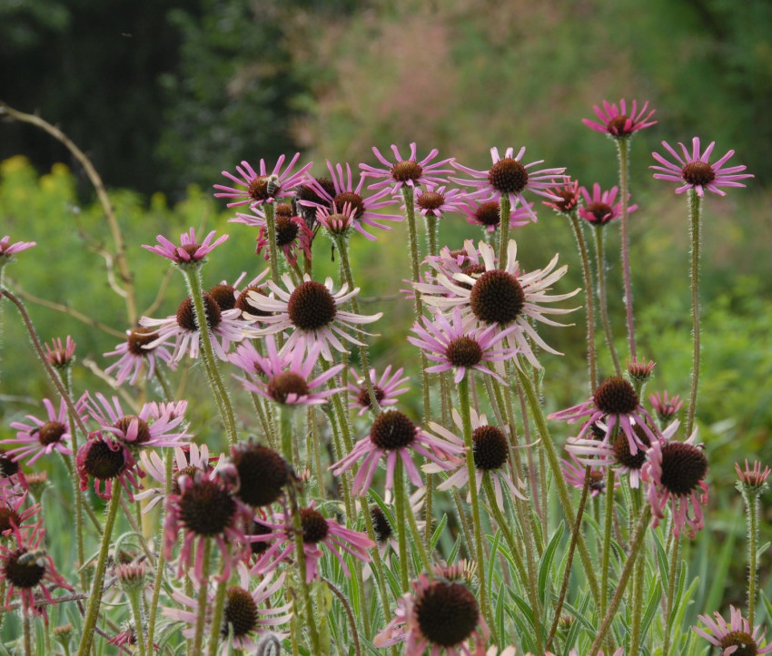 Echinacea tennesseensis &#039;Rocky Top Hybriden&#039;