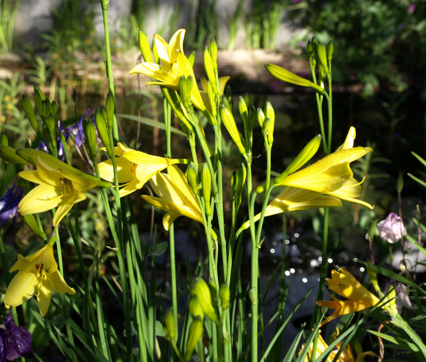 Hemerocallis lilioasphodelus 