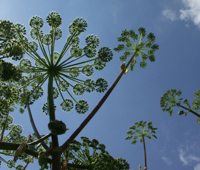 Angelica