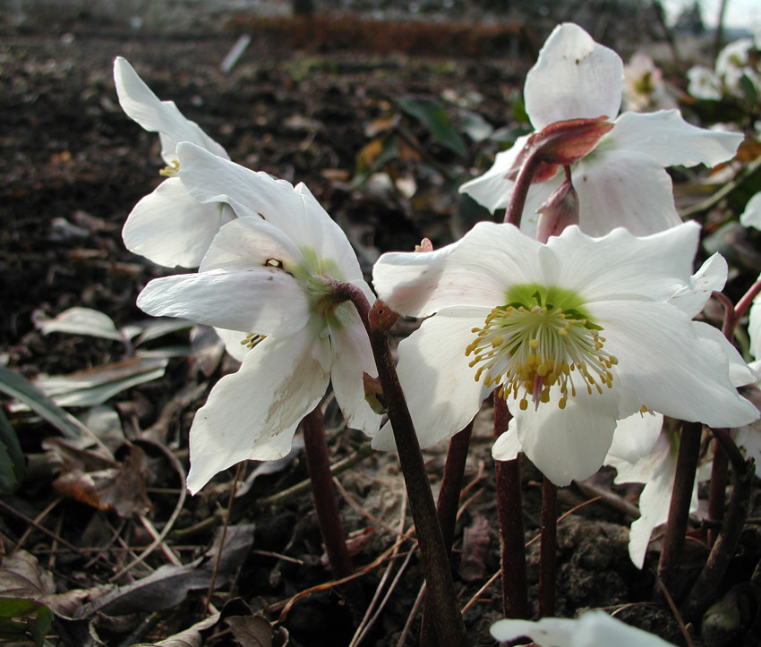 Helleborus niger