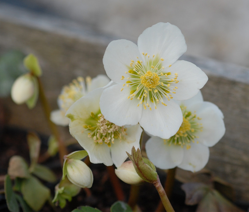 Helleborus niger 'Praecox' 