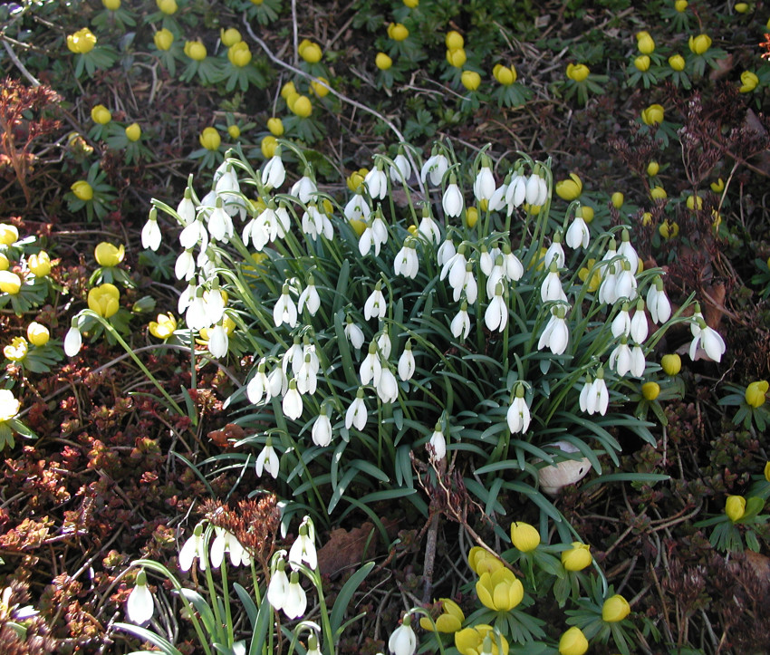 Galanthus nivalis