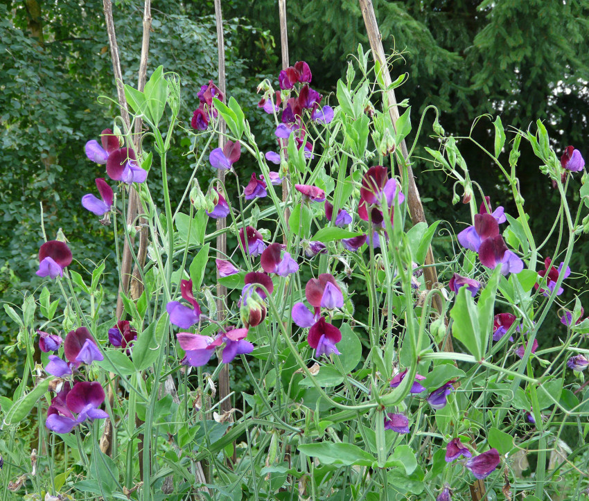 Lathyrus odoratus 'Cupani'