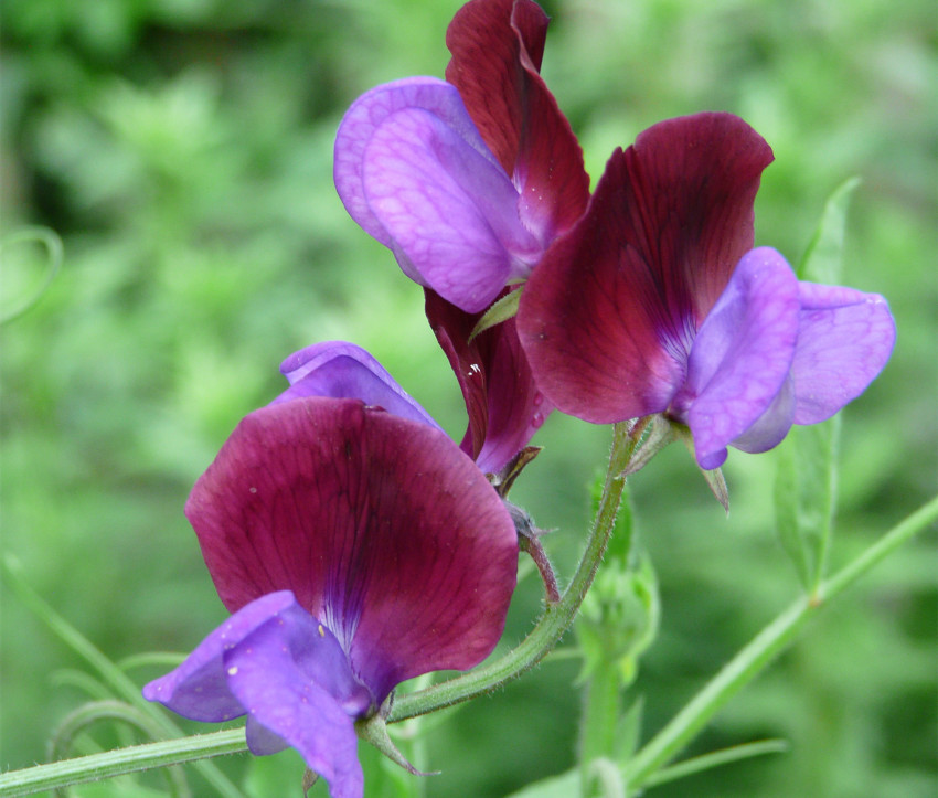 Lathyrus odoratus 'Cupani'