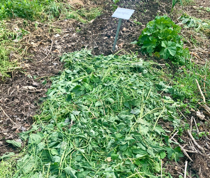 Eine ständige Mulchdecke – etwa aus Brennnesseln – schützt den Boden, hält ihn feucht und locker.