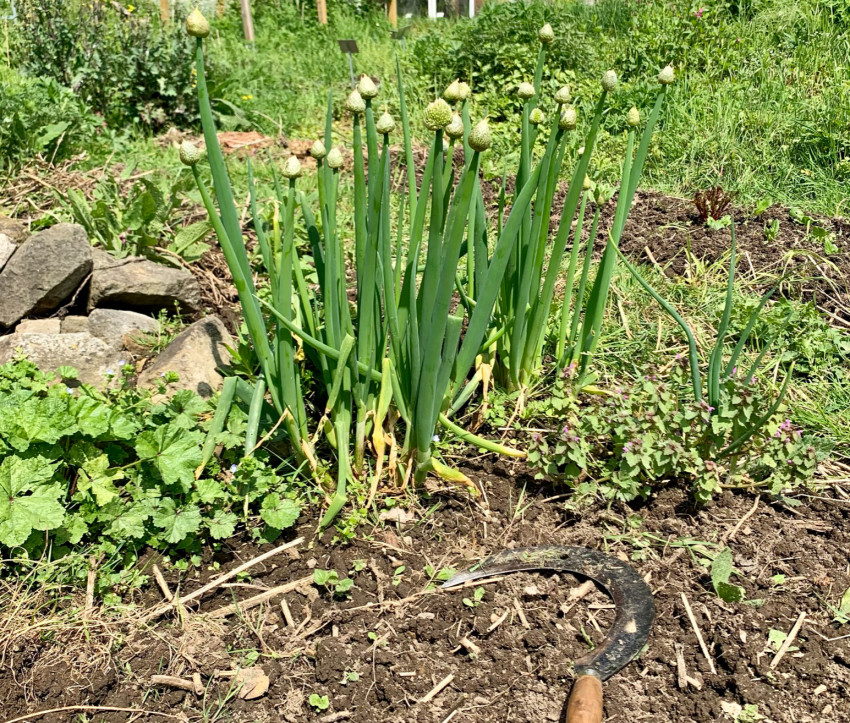 Im Permakulturgarten wird mit der Natur gearbeitet – nicht gegen sie.