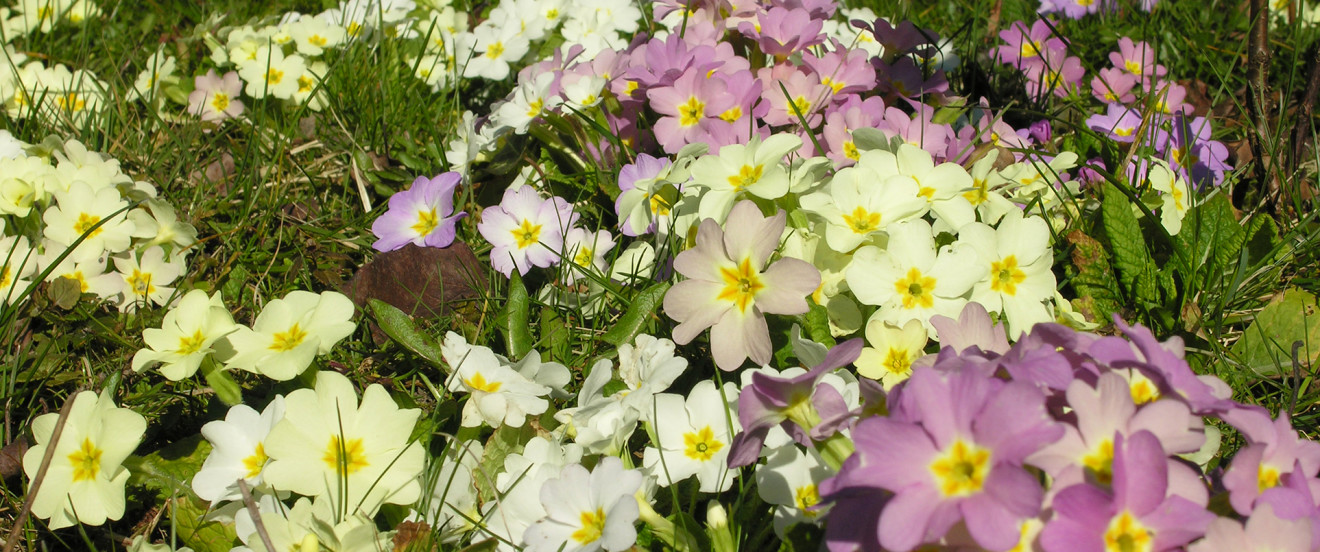 Primula acaulis