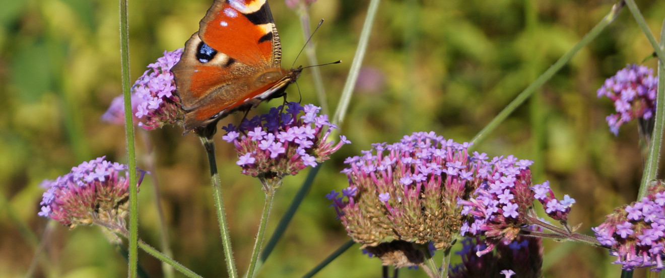 Verbena bonariensis