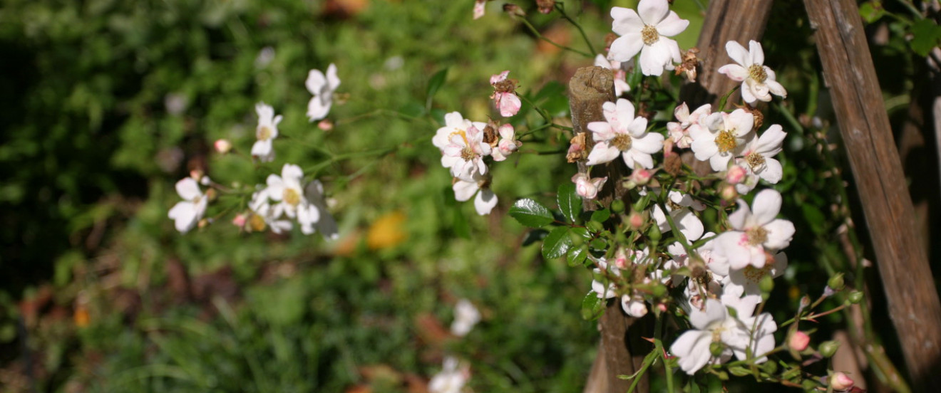 Rosa 'Sternenflor'