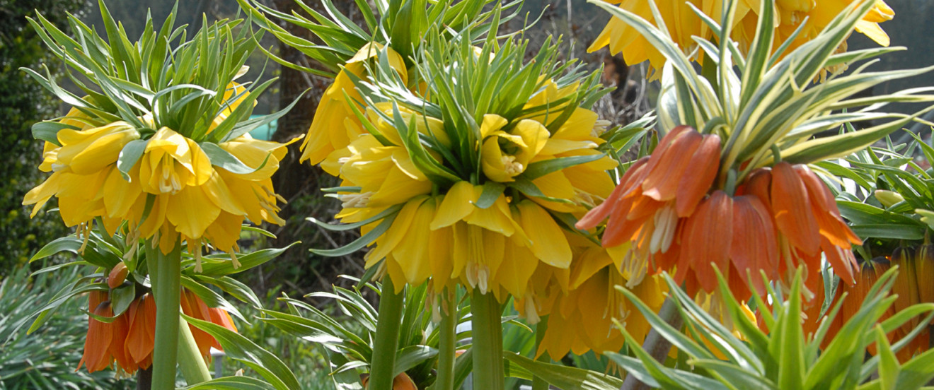 Fritillaria imperialis 'Lutea Maxima' und 'Garland Star' – Kaiserkrone
