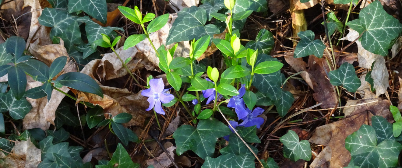 Vinca minor und Efeu