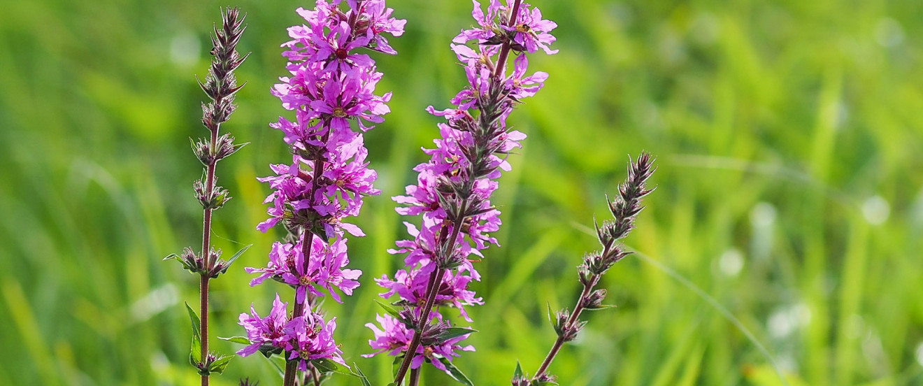 Lythrum salicaria – Blut-Weiderich