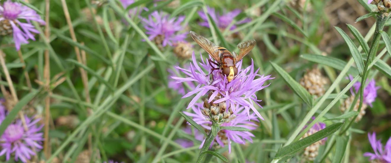 Centaurea scabiosa