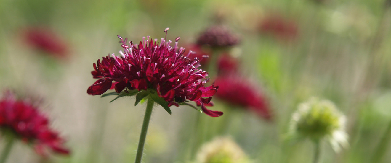 Knautia macedonica