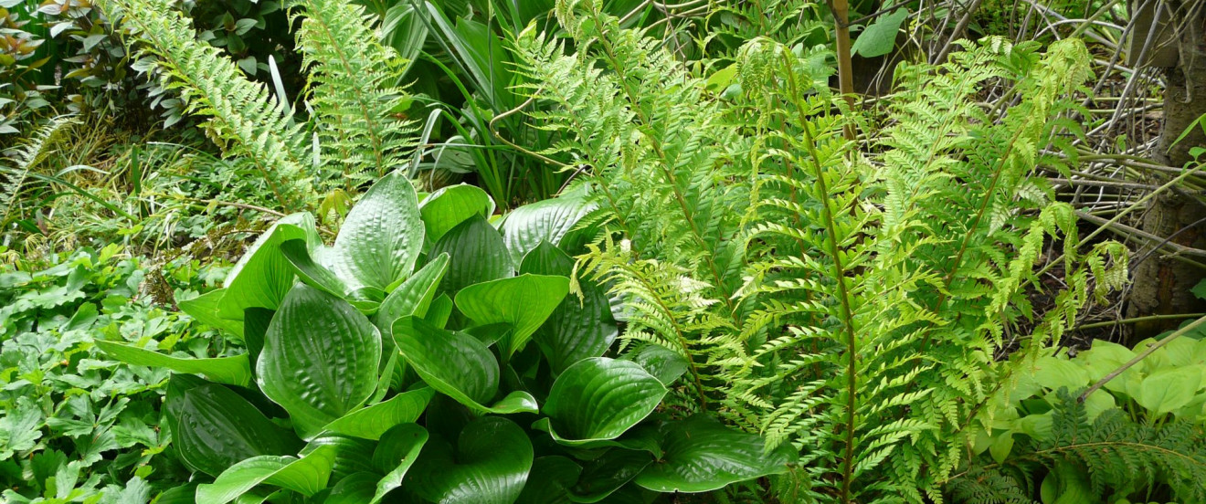 Polystichum aculeatum