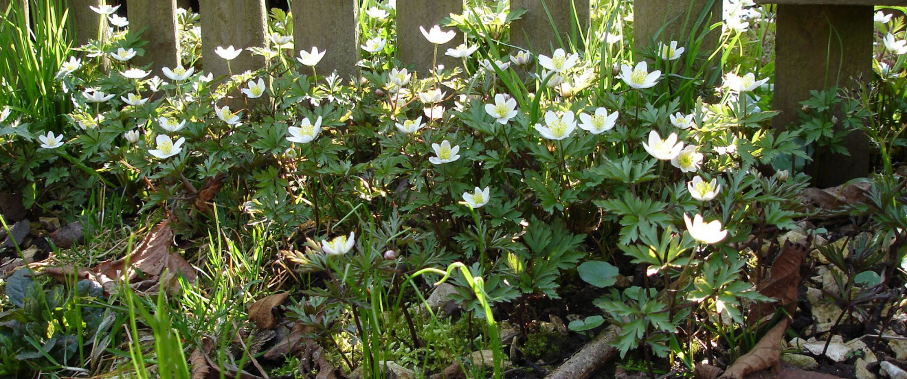 Anemone nemorosa – Buschwindröschen