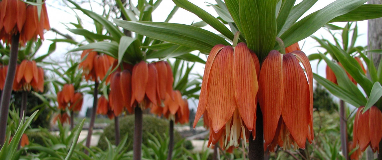 Fritillaria imperialis ‘Garland Star’