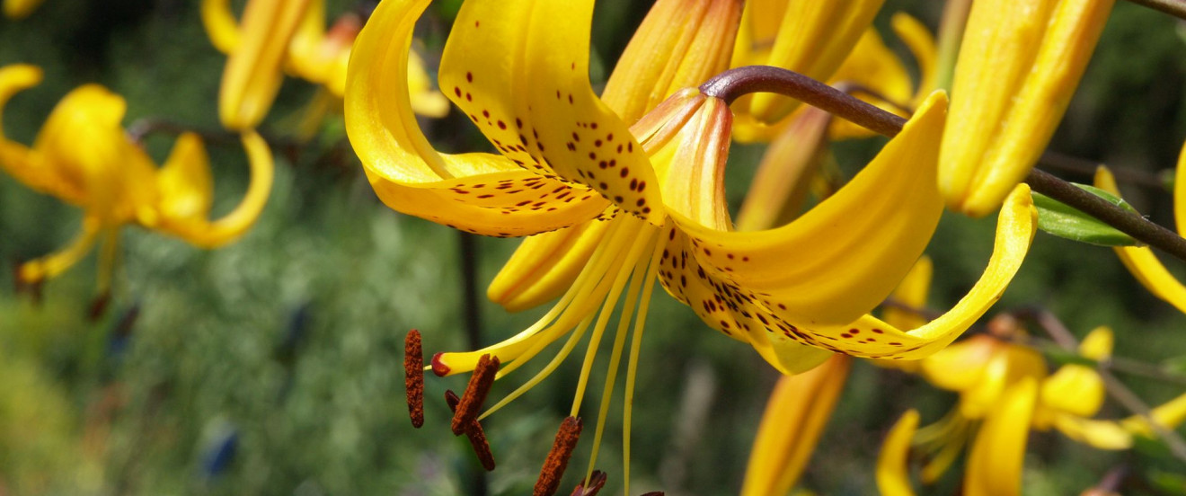 Lilium leichtlinii – Japanische Lilie