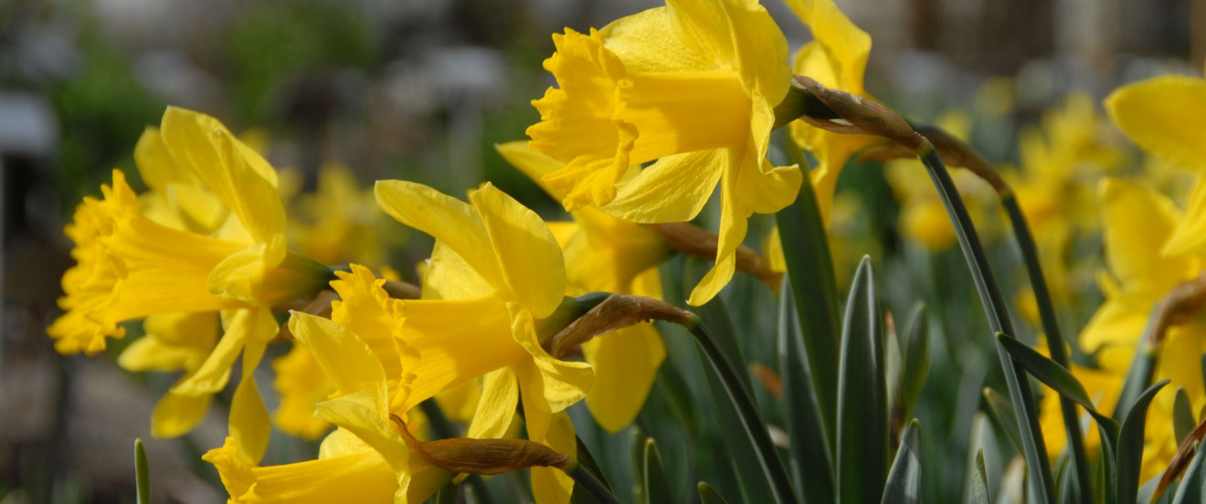 Narcissus ‘Arctic Gold’