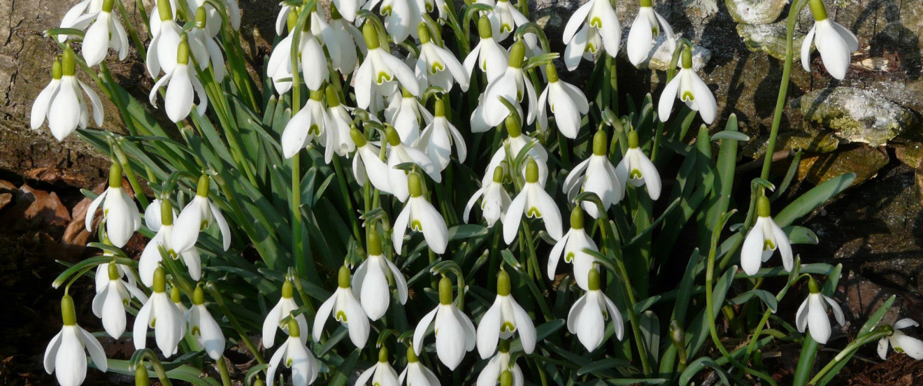 Galanthus nivalis