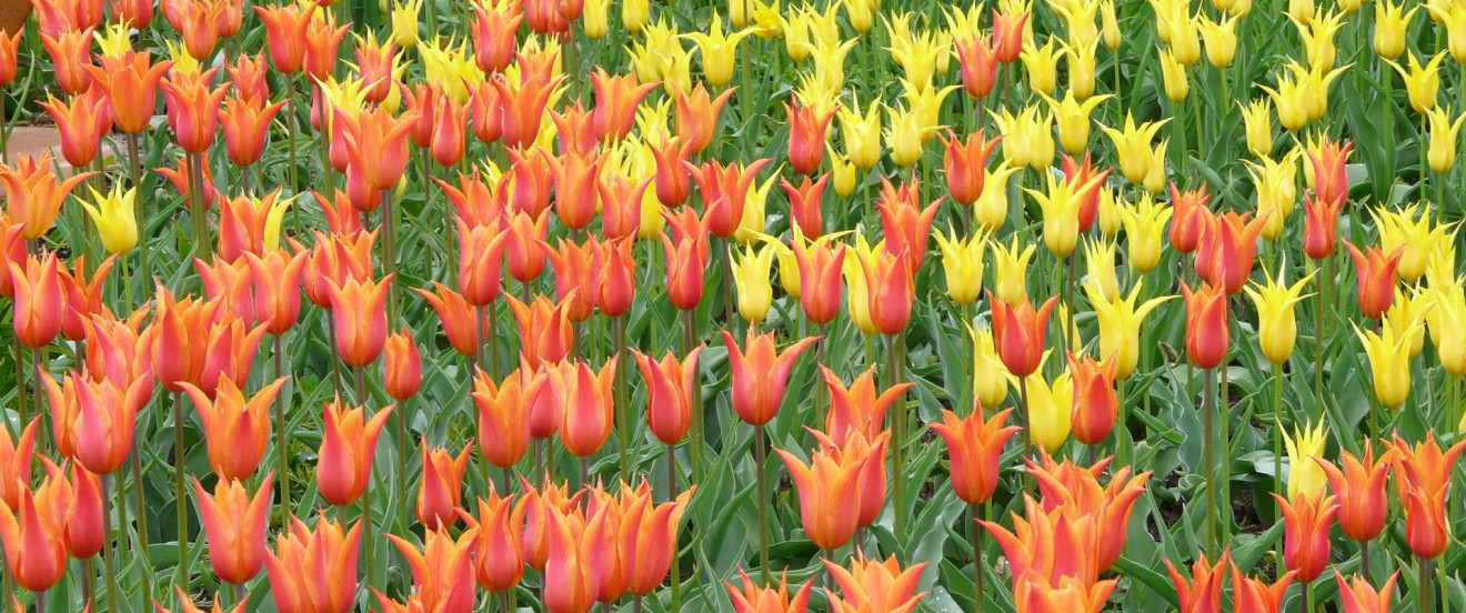 Tulipa ‘Ballerina’ & ‘Flashback’