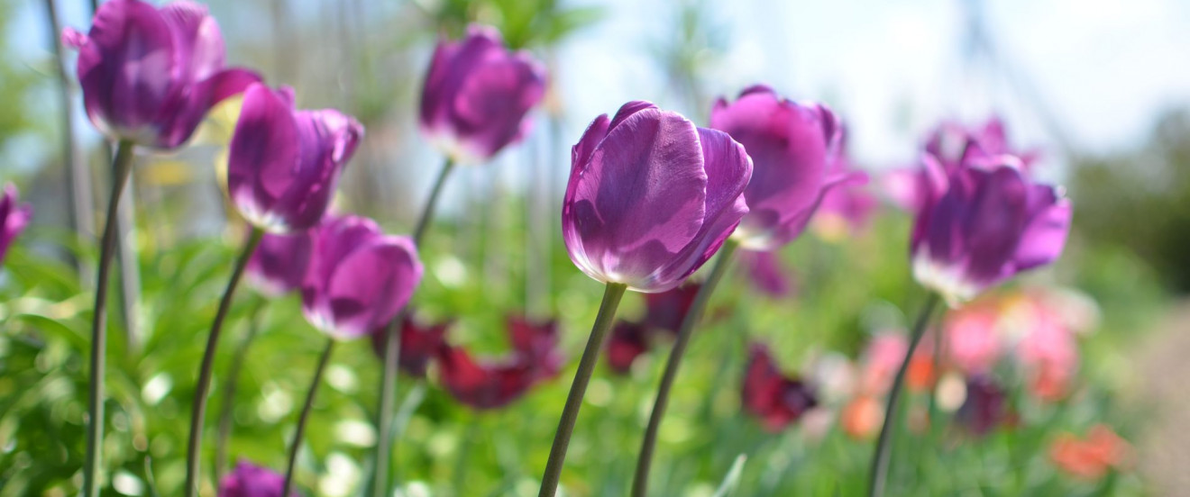 Tulipa ‘Negrita’