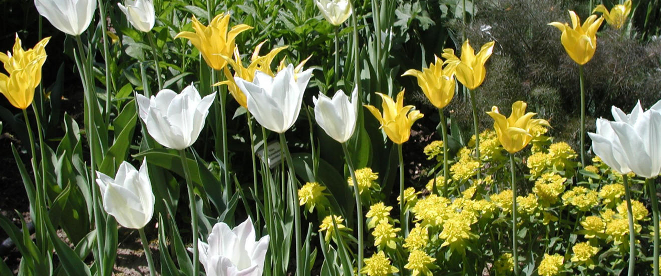 Tulipa ‘Flashback’ & ‘White Triumphator’