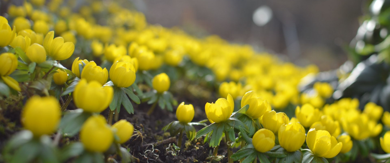 Eranthis hyemalis