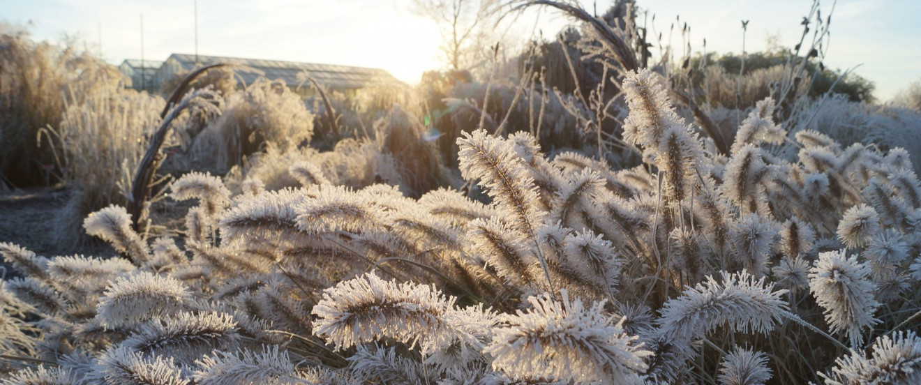 Raureif an Pennisetum