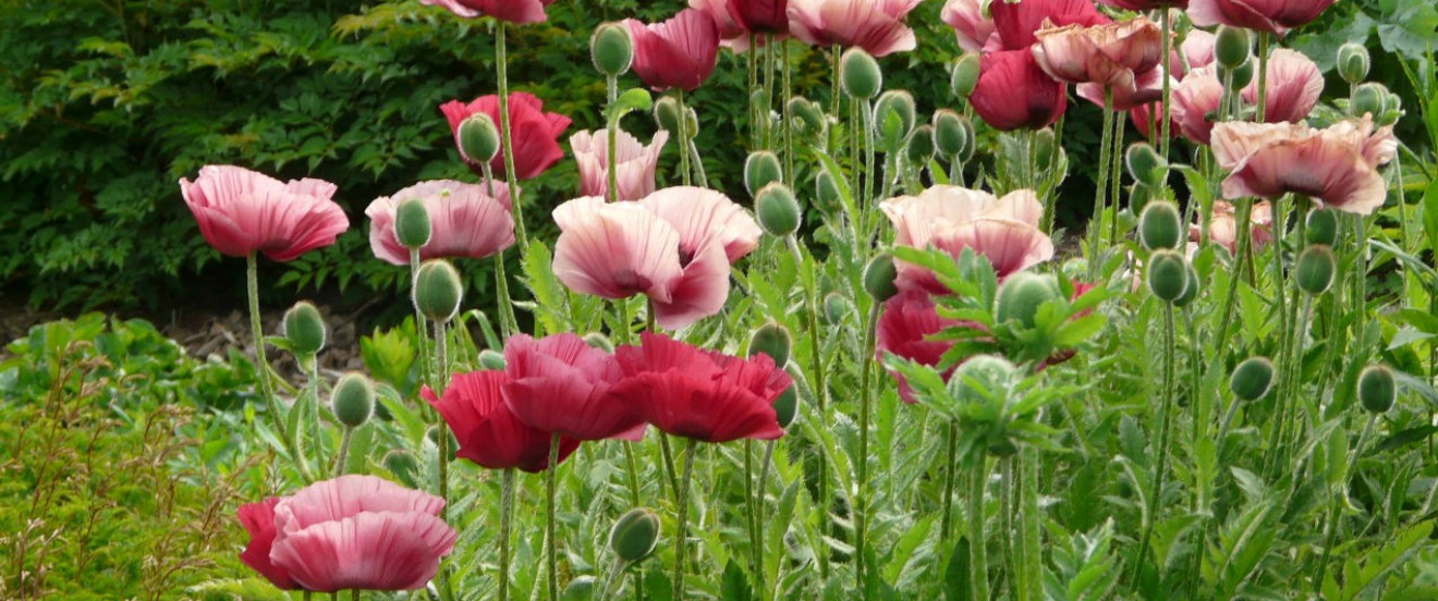 Papaver orientale 'Marlene'