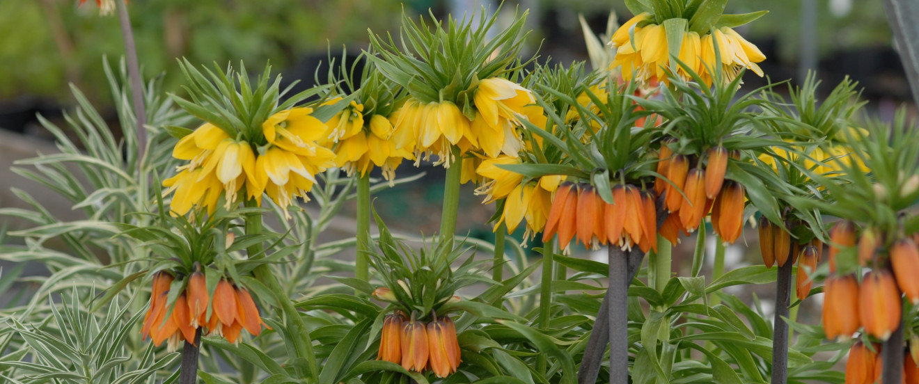 Fritillaria imperialis ‘Garland Star’ & ‘Lutea Maxima’