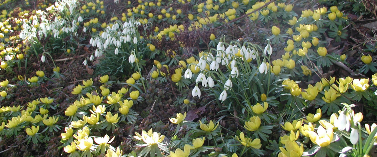 Schneeglöckchen und Winterlinge