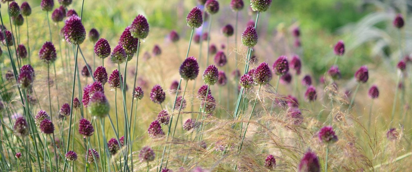 Allium sphaerocephalon